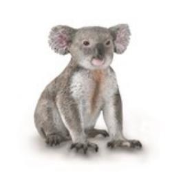 KOALA