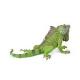 IGUANA