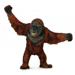 ORANGUTAN L